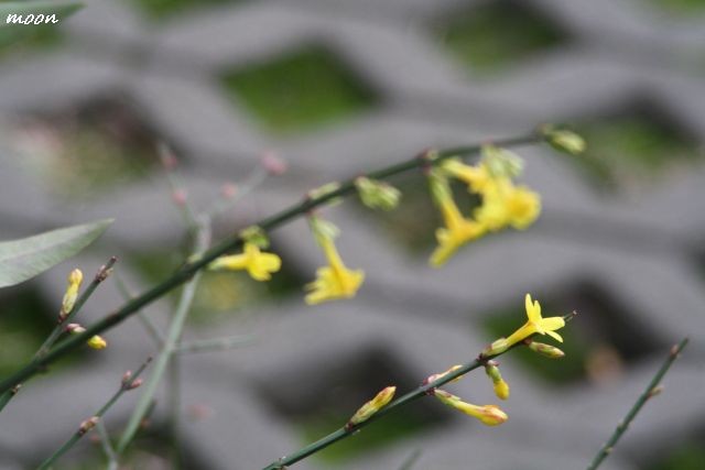 jasminum nudiflorum zimski jasmin